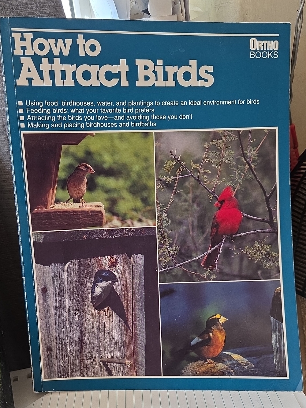 Blue Bird Care Guide - How to Attract Birds